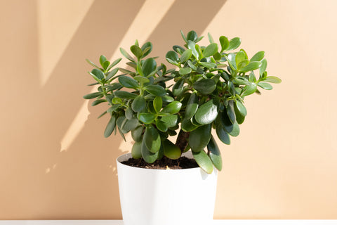 Jade plant in white pot against a beige background.
