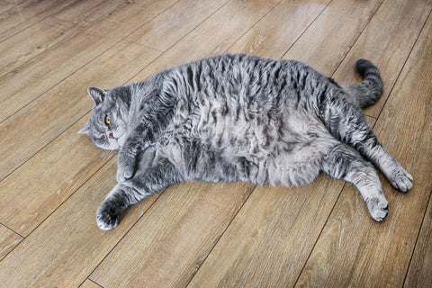 Obese grey tabby cat lying on a wooden floor