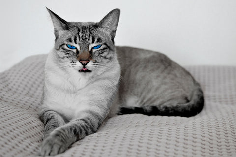 Thai Siamese tabby cat with striking blue eyes, sitting on grey blanket.