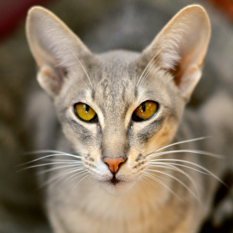 Oriental Shorthair cat with fawn coat color pattern