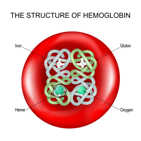 Structure of hemoglobin into a Red blood cell. haemoglobin molecule with a Heme group.