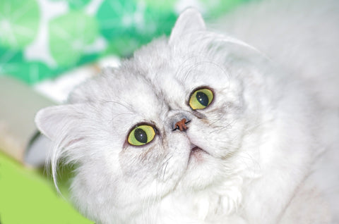 White Persian cat with green eyes