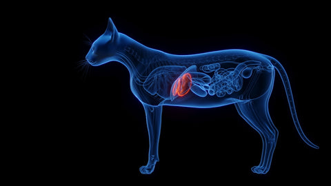 3D rendered medical illustration of cat anatomy - The liver.