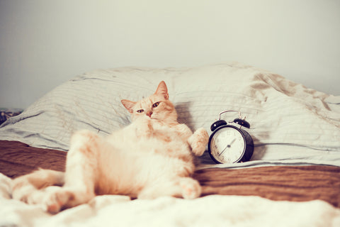Orange cat lying on its back in bed, next to an alarm clock