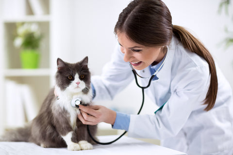 Veterinarian examining a cat