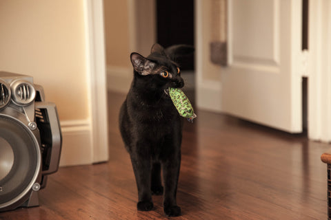 Black cat fetching a toy