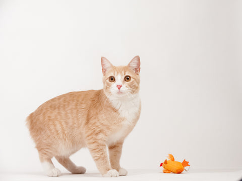 Manx cat standing next to orange chicken toy