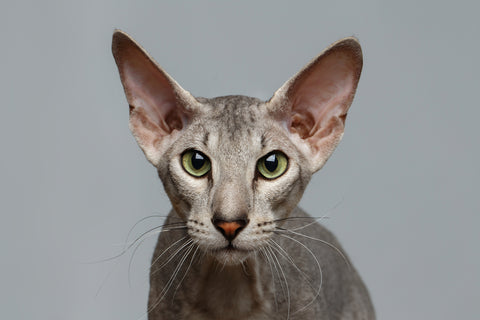 Closeup image of Peterbald Sphynx cat