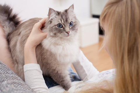 Woman petting Ragdoll cat on her lap
