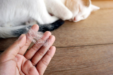 hand holding a pile of cat hair with white cat sleeping on wooden background