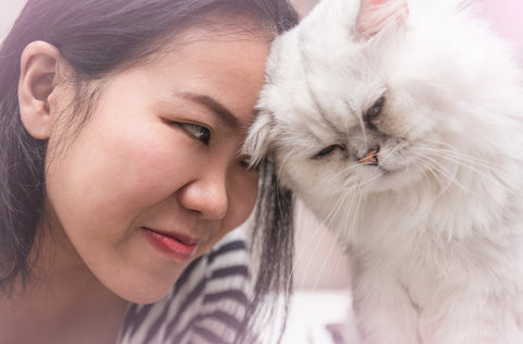 Woman with her Persian cat giving head bumps