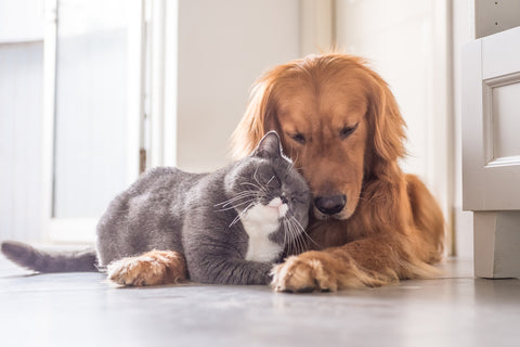 Grey cat snuggling with a Golden Retriever dog