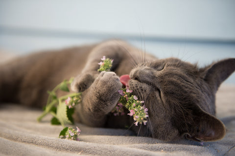 Beautiful grey cat lying down and chewing on fresh catnip stem and flower.