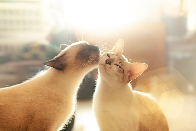 siamese cat licking domestic shorthair cat