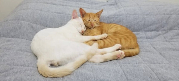 two cats cuddling