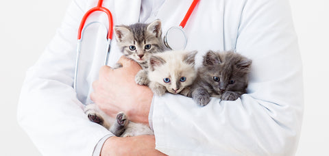 veterinarian kitten