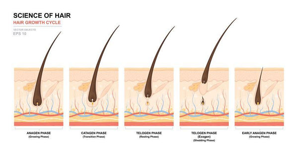 How Long Does Hair Grow After Waxing : Why Does Hair Grow In After