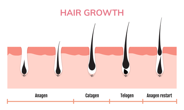 Nova Hair Growth Cycles