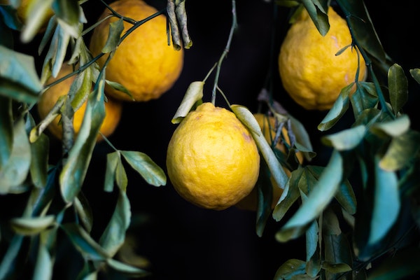 Lemon Peel | Woash Wellness