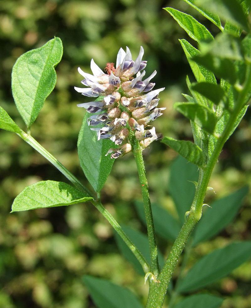 Licorice Root | Woash Wellness