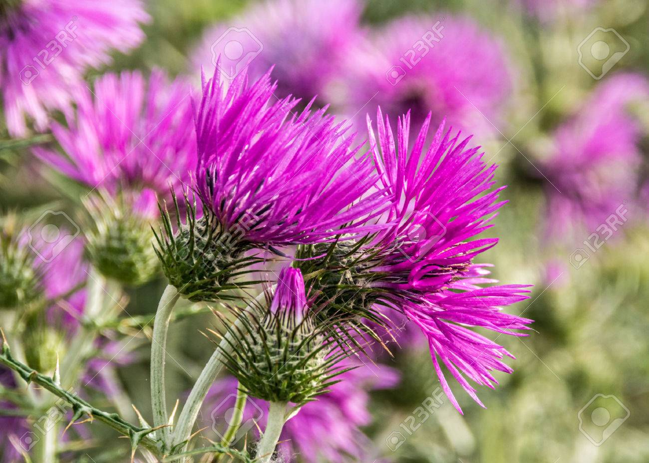 Milk Thistle | Woash Wellness