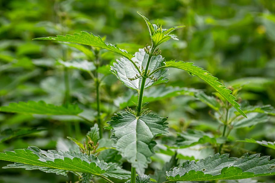 Stinging Nettle Leaf | Woash Wellness