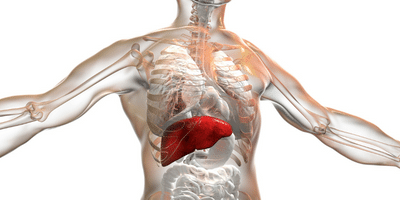Body highlighting liver