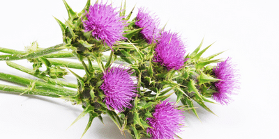 Milk Thistle