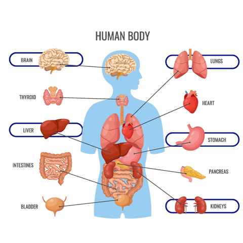 Diagram of body and organs affected by alcohol