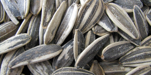 Sunflower Seeds