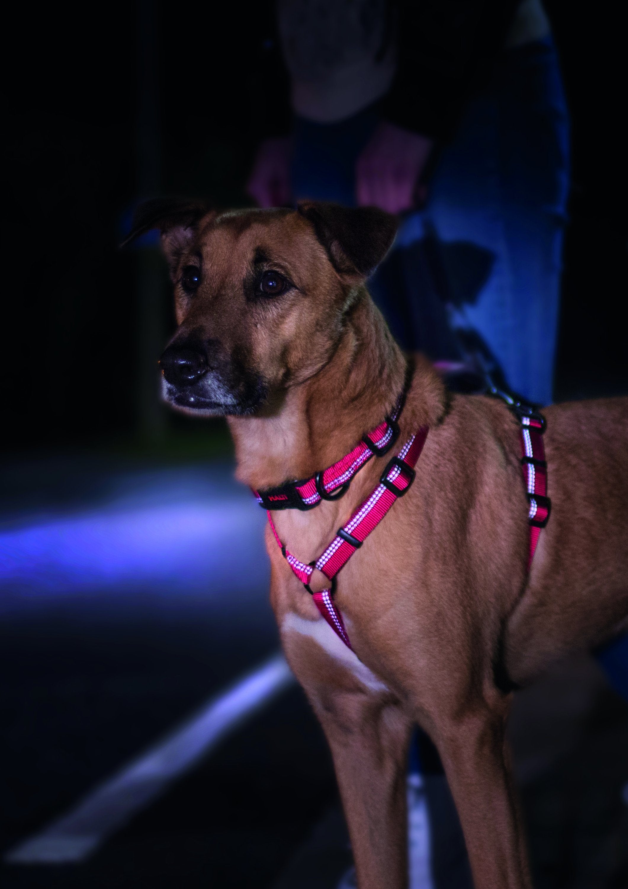 halti dog walking harness