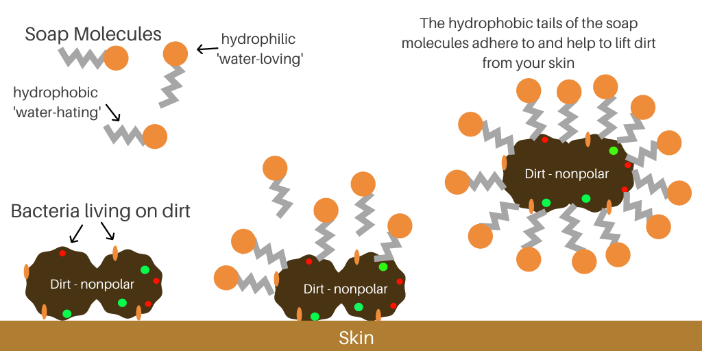 Sebesta Apothecary Soap Molecules