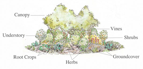 Image from open source food forest portal https://www.onecommunityglobal.org/food-forest-canopy-plantings/