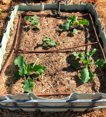 cauliflower seedlings