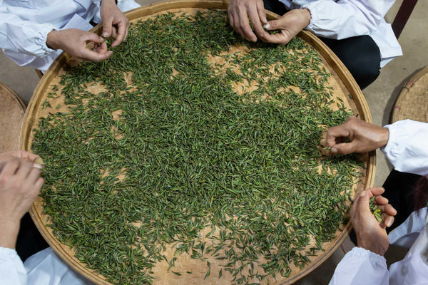 Temomicha, Farm Harvest in Uji, Shincha, Ichibanca