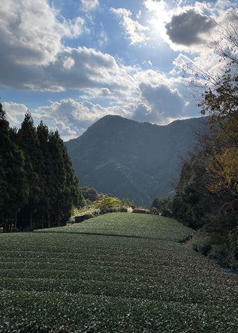 Sorate Matcha Uji Japan Farm