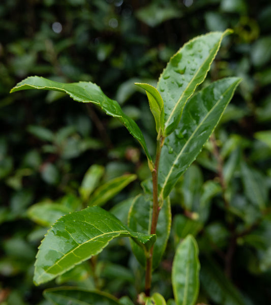 Green Tea and Matcha leaf and plant