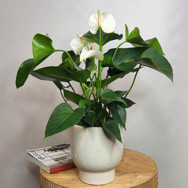 Indoor plants make great corporate gifts. The Branche have a range to suit any budget. Give a gift that keeps growing.