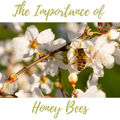 Sally B's Skin Yummies: The Importance of Honeybees