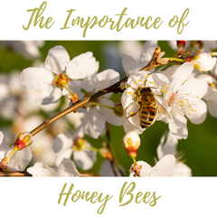 The importance of honey bees