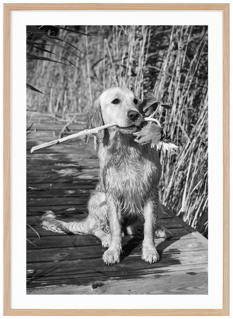 Black and white photograph of a wet labrador, sitting on a jetty with a sunflower in its mouth. Oak frame. 