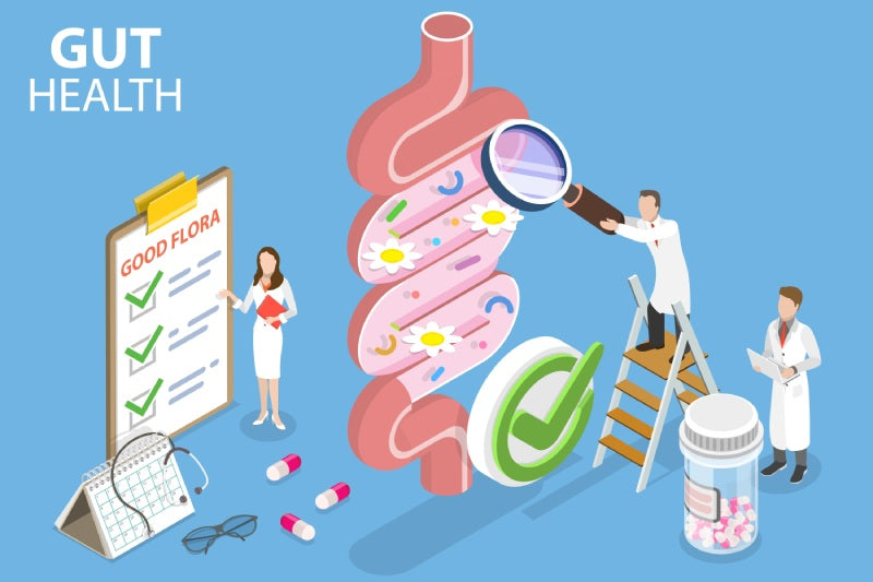 A concept illustration showing scientists examining an intestinal tract and certifying it as having good gut flora.