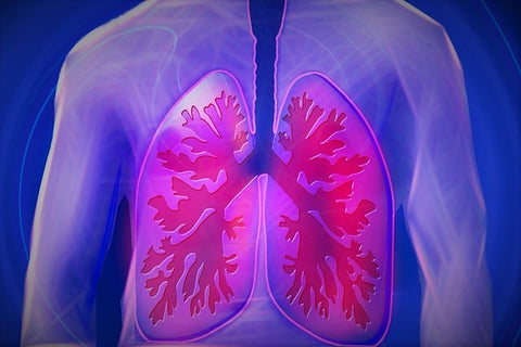pulmões, vias respiratórias, respirar