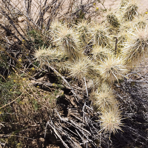 desert blooms