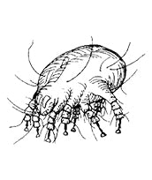 Harms of High Humidity -Mite