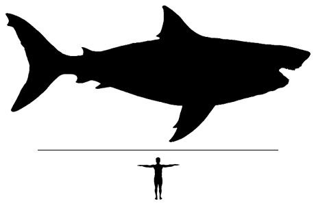 Megalodon shark scale to man