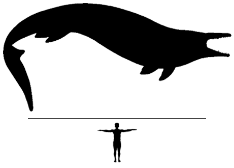 Mosasaur Beaugei scale to man