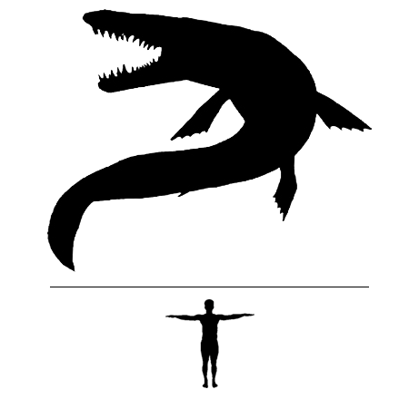 Mosasaur Prognathodon scale to man