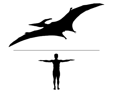 illustration image of a odontopteryx fossil bird scale to man