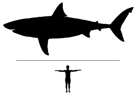 Otodus Shark scale to man